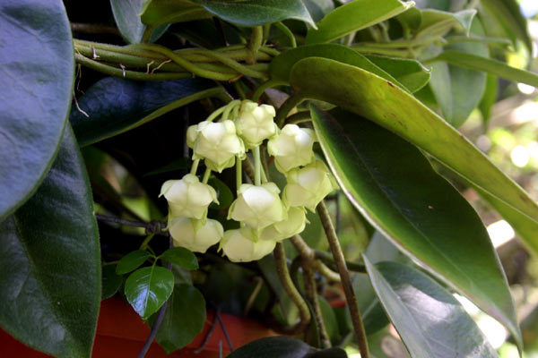 Name:  a58269-001.jpg
Views: 1035
Size:  51.6 KB