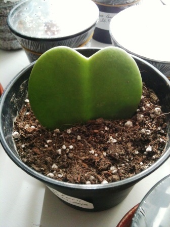 Name:  Hoya Kerrii.jpg
Views: 2263
Size:  69.2 KB