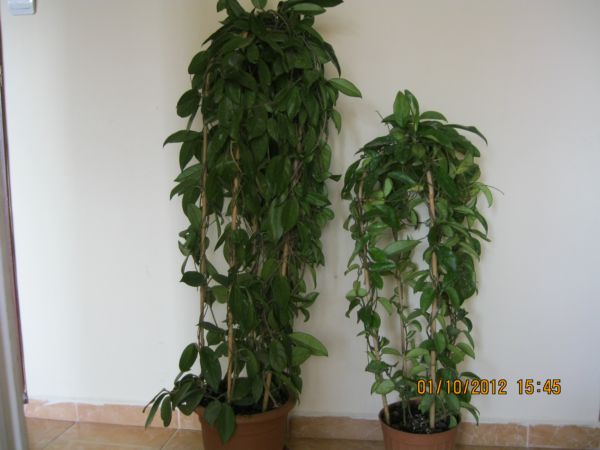 Name:  carnosa-tricolar.jpg
Views: 1140
Size:  42.0 KB