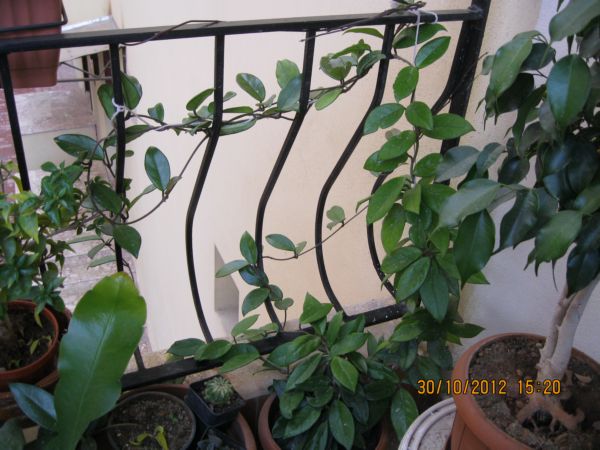Name:  balkon carnosa.jpg
Views: 777
Size:  65.3 KB