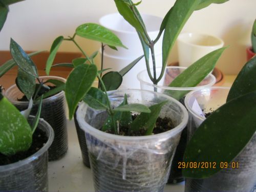 Name:  dennisii ilk.jpg
Views: 779
Size:  39.3 KB