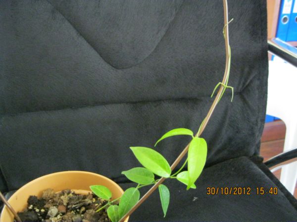 Name:  denissi-son.jpg
Views: 665
Size:  48.0 KB