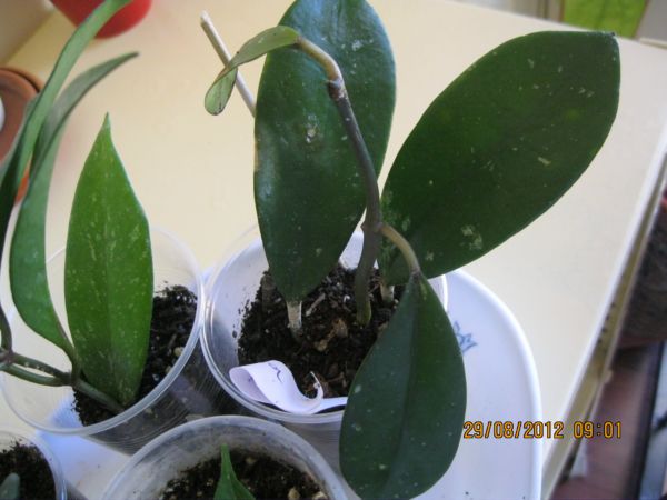 Name:  diversifolia ilk.jpg
Views: 669
Size:  47.3 KB