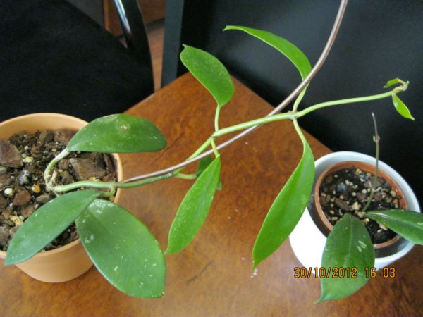 Name:  diversifolia son.jpg
Views: 707
Size:  53.1 KB