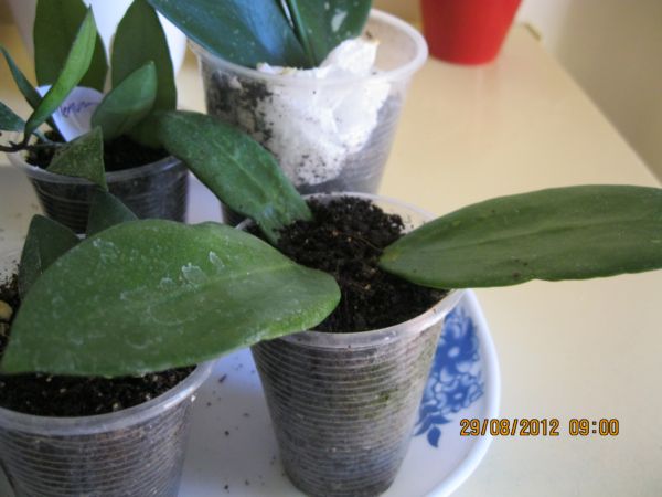 Name:  verticillate.jpg
Views: 733
Size:  43.8 KB