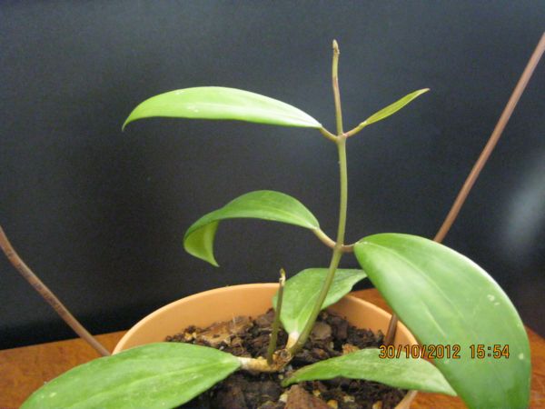 Name:  verticillate son.jpg
Views: 739
Size:  43.8 KB