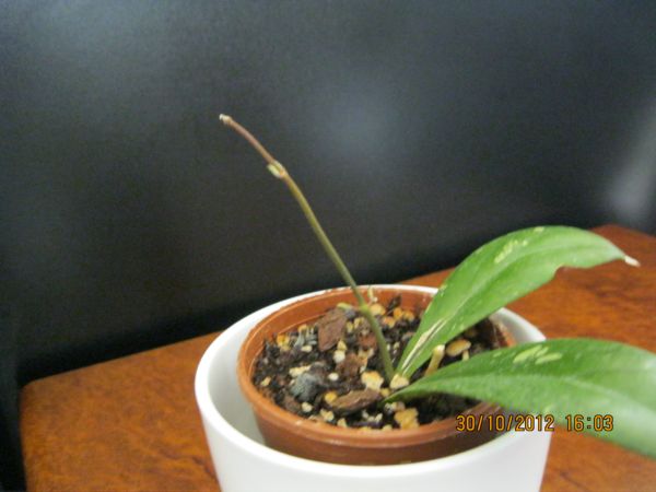 Name:  forbesii son.jpg
Views: 649
Size:  39.5 KB