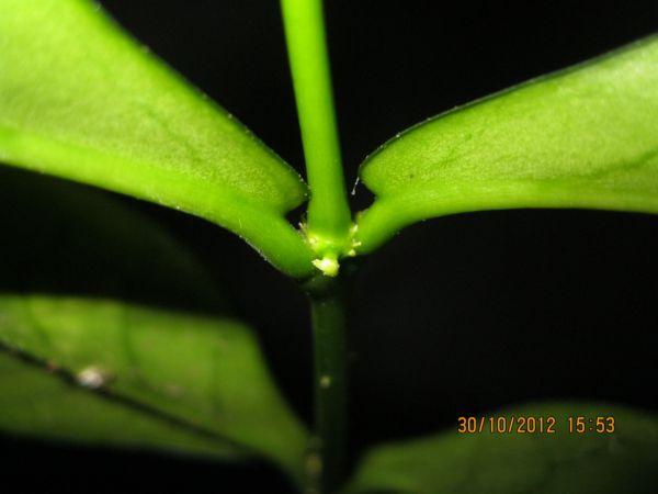 Name:  lobbi tom2.jpg
Views: 665
Size:  29.3 KB