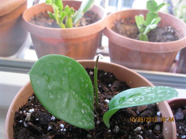 Name:  australis ilk.jpg
Views: 680
Size:  52.5 KB