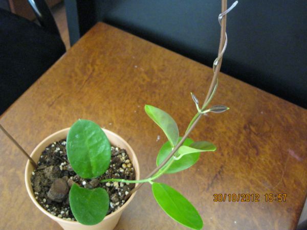 Name:  australis son.jpg
Views: 685
Size:  47.6 KB
