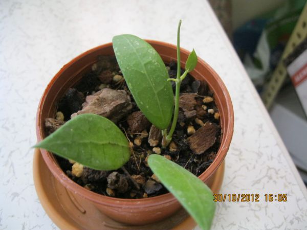Name:  bogor son.jpg
Views: 632
Size:  45.7 KB