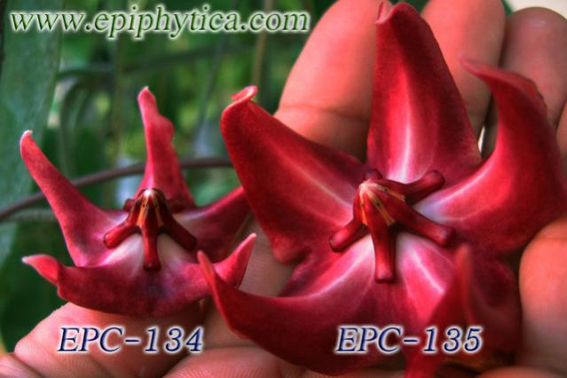 Name:  Hoya-onchoides-Big.jpg
Views: 2637
Size:  35.8 KB