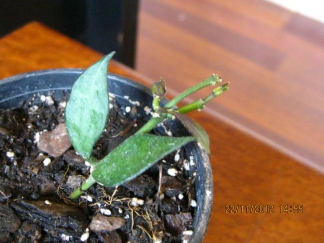 Name:  lacunosa.jpg
Views: 592
Size:  42.4 KB