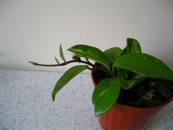 Name:  tricolor.jpg
Views: 553
Size:  36.7 KB
