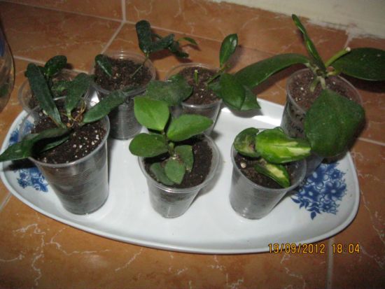 Name:  2.gelen hoya.jpg
Views: 559
Size:  45.8 KB