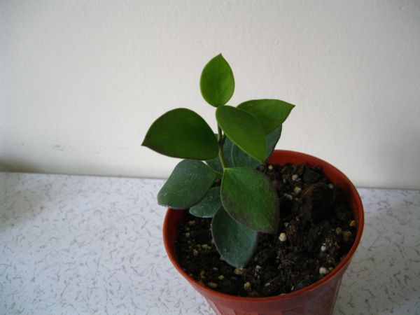 Name:  nummularioides.jpg
Views: 598
Size:  35.7 KB
