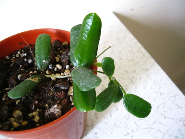 Name:  rotindiflora.jpg
Views: 600
Size:  46.2 KB
