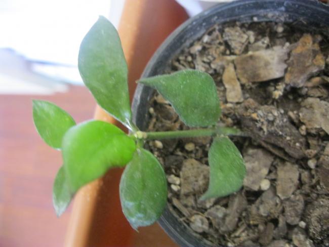 Name:  lacunosa.jpg
Views: 414
Size:  35.5 KB