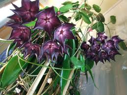 Name:  1-indir (1).jpg
Views: 636
Size:  14.3 KB