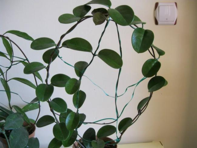 Name:  australis-genel.jpg
Views: 349
Size:  36.2 KB
