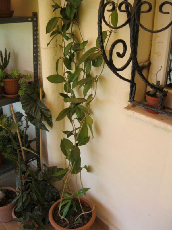 Name:  carnosa1.jpg
Views: 322
Size:  58.5 KB
