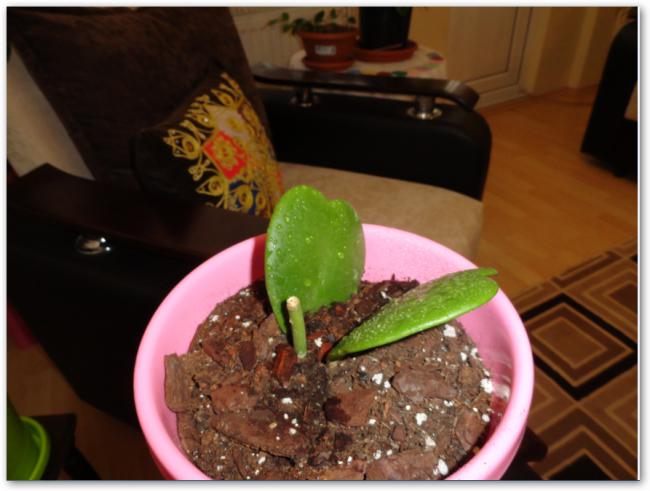 Name:  sshot-3.jpg
Views: 918
Size:  39.9 KB