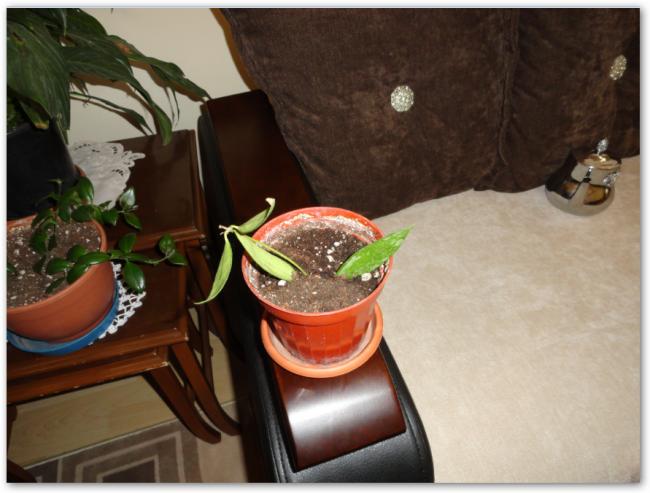 Name:  sshot-7.jpg
Views: 904
Size:  42.5 KB