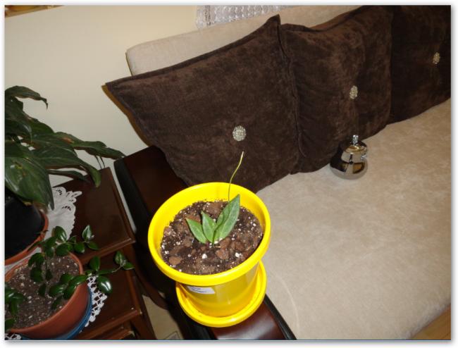 Name:  sshot-9.jpg
Views: 905
Size:  41.3 KB