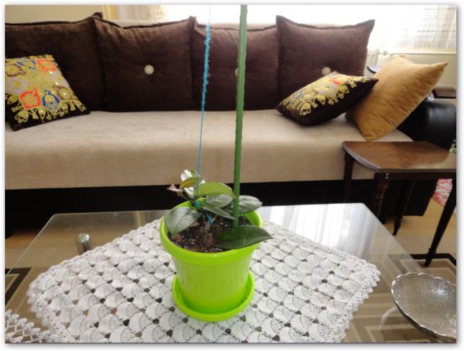 Name:  sshot-16.jpg
Views: 801
Size:  46.8 KB