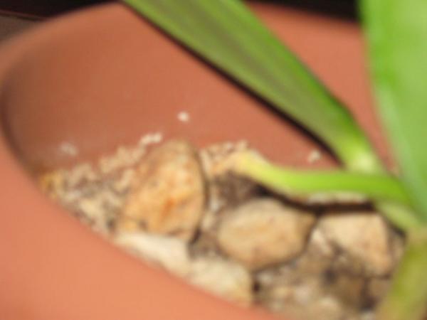 Name:  IMG_0268.jpg
Views: 529
Size:  17.5 KB