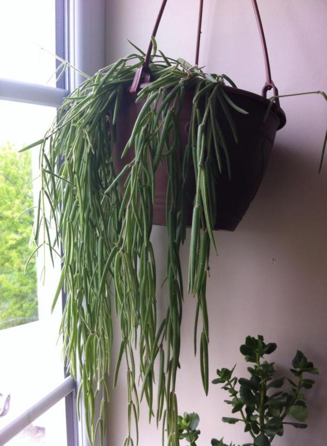 Name:  linaris.jpg
Views: 520
Size:  70.5 KB
