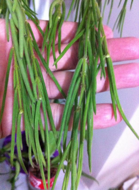 Name:  linaris.jpg
Views: 490
Size:  71.2 KB