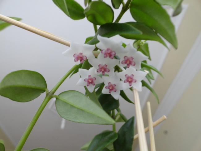 Name:  DSC01353.jpg
Views: 573
Size:  27.5 KB