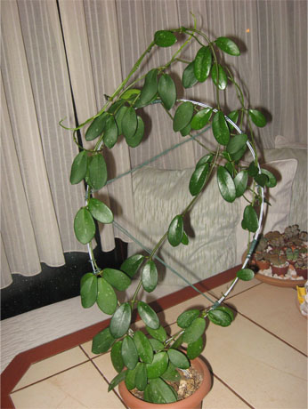 Name:  Diversifolia.jpg
Views: 600
Size:  69.4 KB