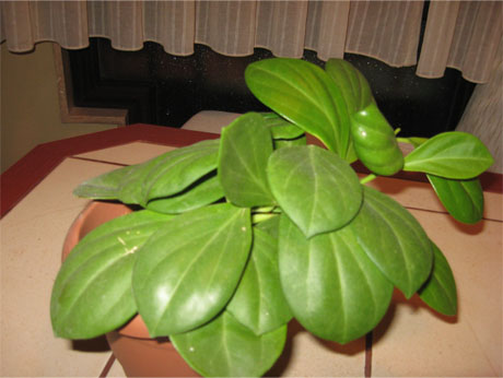 Name:  Rigida 2.jpg
Views: 606
Size:  54.9 KB