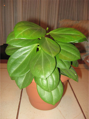 Name:  Rigida IML.jpg
Views: 815
Size:  55.2 KB