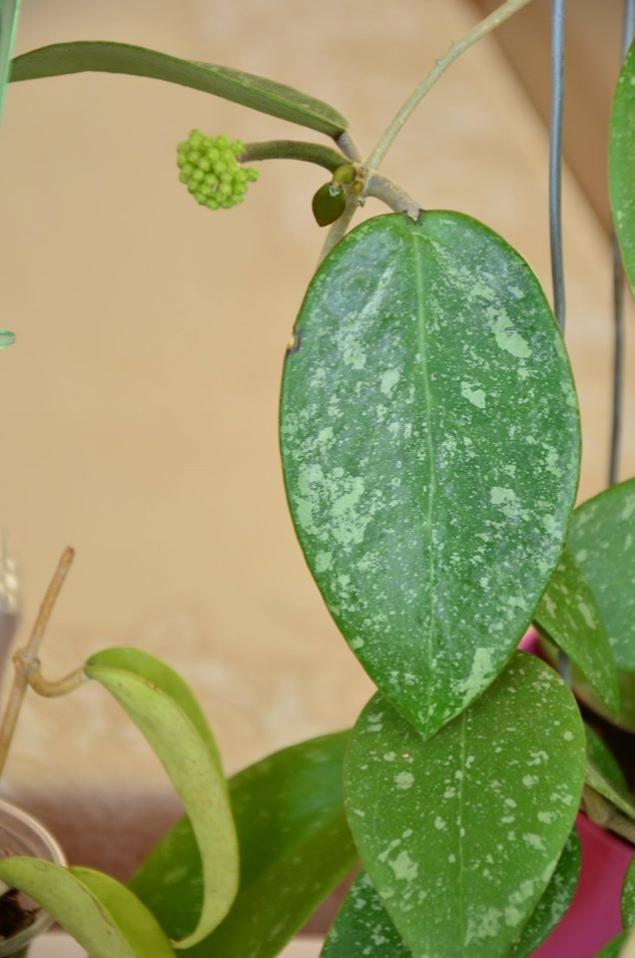 Name:  parasitica lao.jpg
Views: 903
Size:  61.1 KB