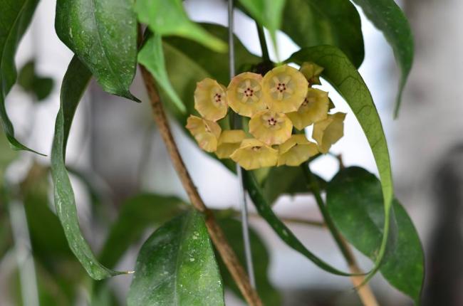 Name:  cystiantha.jpg
Views: 1146
Size:  34.4 KB