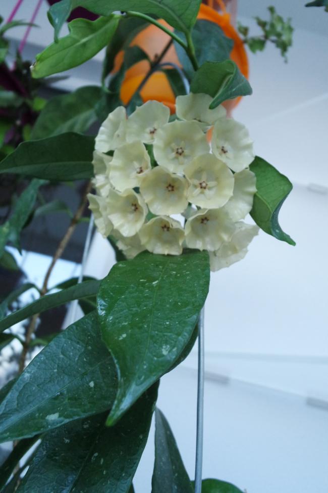Name:  SAM_2544.jpg
Views: 650
Size:  58.9 KB