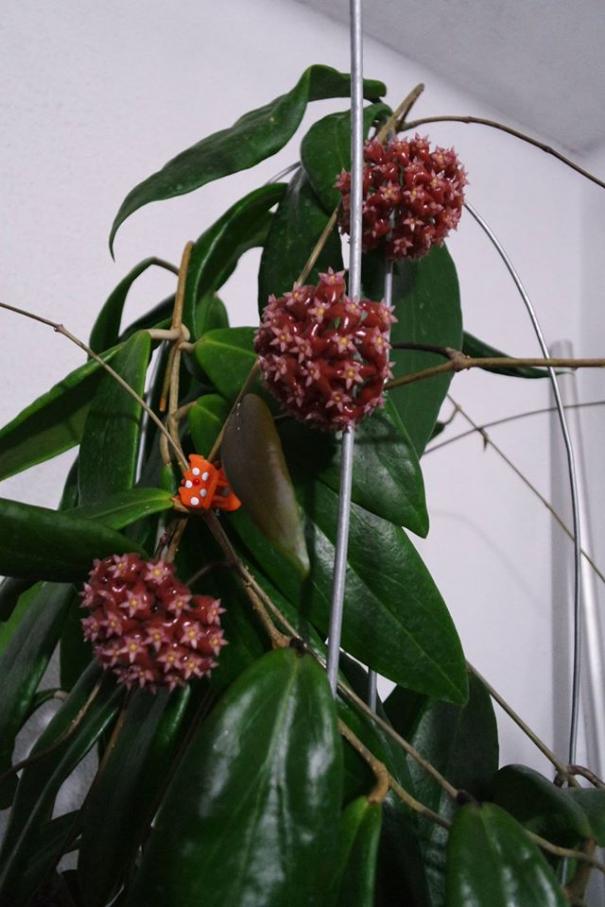 Name:  ilagiorum1.jpg
Views: 1029
Size:  63.8 KB