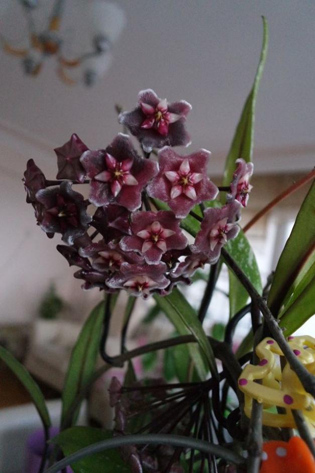 Name:  hawaiian purple.jpg
Views: 498
Size:  64.2 KB