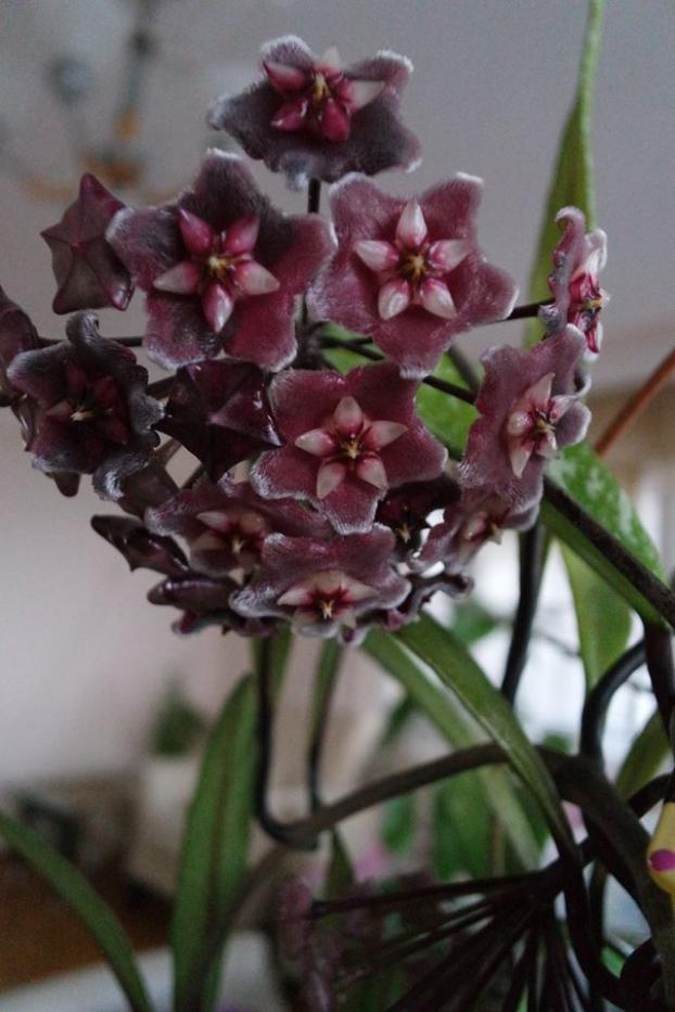 Name:  hawaiian purple1.jpg
Views: 472
Size:  64.4 KB