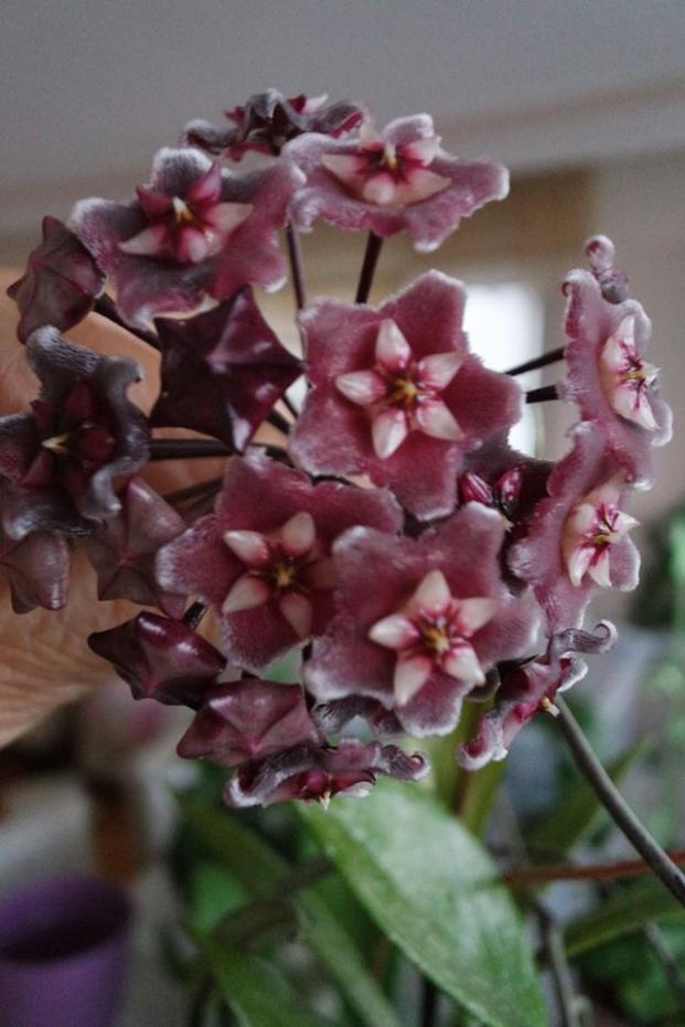 Name:  hawaiian purple2.jpg
Views: 440
Size:  64.2 KB