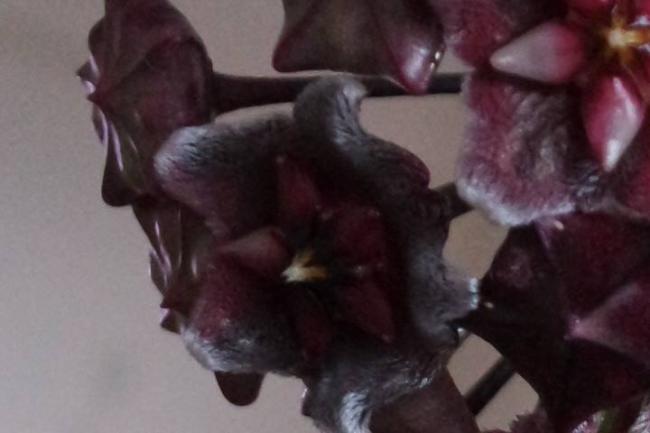 Name:  hwaian purple3.jpg
Views: 441
Size:  25.7 KB