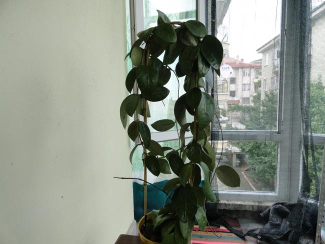 Name:  DSC02541.jpg
Views: 317
Size:  40.9 KB