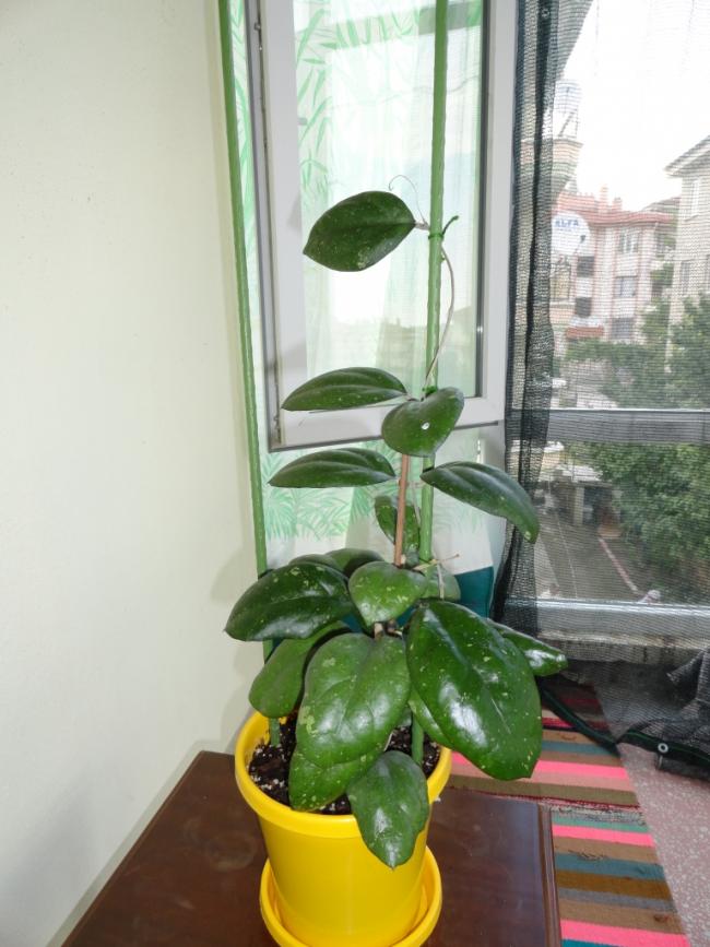 Name:  DSC02544.jpg
Views: 321
Size:  68.0 KB