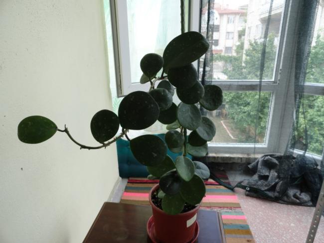 Name:  DSC02557.jpg
Views: 317
Size:  40.4 KB