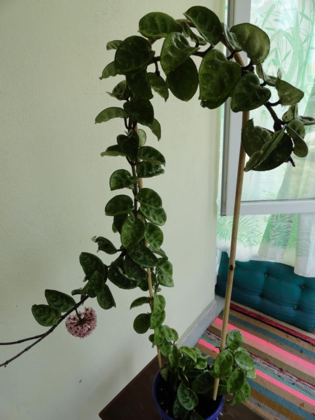 Name:  DSC02570.jpg
Views: 808
Size:  63.2 KB