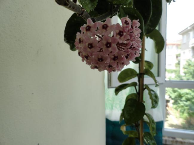 Name:  DSC02572.jpg
Views: 451
Size:  29.6 KB