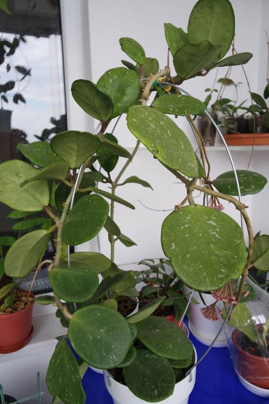 Name:  obovata3.jpg
Views: 470
Size:  67.1 KB